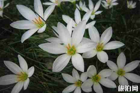 2019年六月去哪里赏花好 2019年六月去哪里赏花好