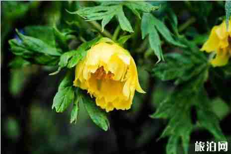 2019年六月去哪里赏花好 2019年六月去哪里赏花好