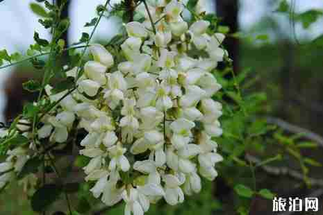 2019年六月去哪里赏花好 2019年六月去哪里赏花好