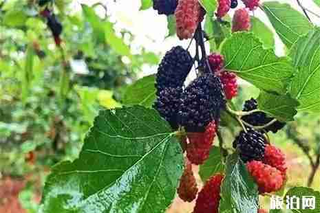 乐山枇杷采摘地盘点 乐山枇杷采摘地盘点