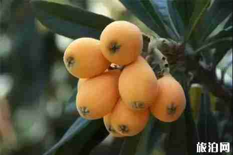 乐山枇杷采摘地盘点 乐山枇杷采摘地盘点