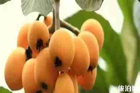 乐山枇杷采摘地盘点 乐山枇杷采摘地盘点