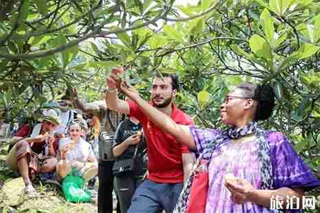 2019兰溪枇杷节5月12日开启 附采摘地信息 2019兰溪枇杷节5月12日开启 附采摘地信息