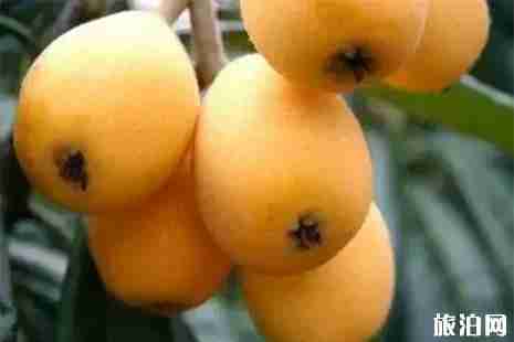 乐山枇杷采摘地盘点 乐山枇杷采摘地盘点