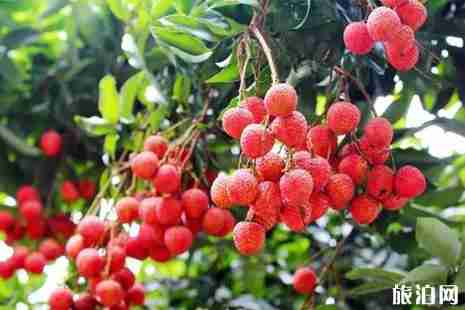 2019四川荔枝多少钱一斤+采摘地址+交通 2019四川荔枝多少钱一斤+采摘地址+交通