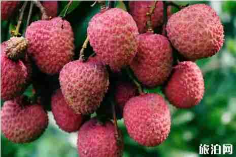 2019四川荔枝多少钱一斤+采摘地址+交通 2019四川荔枝多少钱一斤+采摘地址+交通