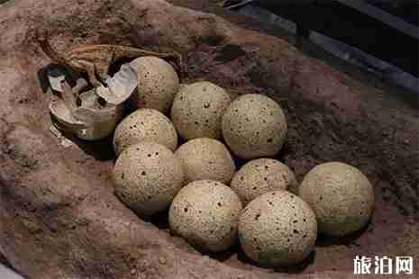 2019广州最大恐龙国际巡回展门票信息 2019广州最大恐龙国际巡回展门票信息