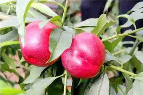 2019日照采摘园哪里好 2019日照采摘园哪里好