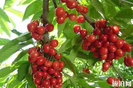 泰安樱桃采摘哪里好 泰安樱桃采摘哪里好