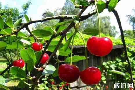 泰安樱桃采摘哪里好 泰安樱桃采摘哪里好