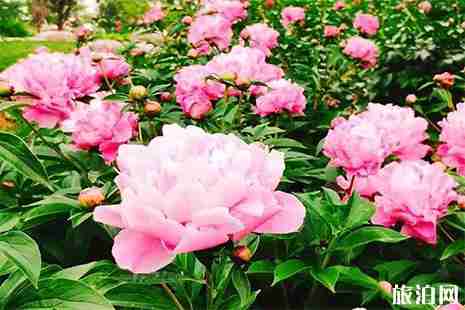 寧波五月賞花去哪里 寧波五月賞花去哪里