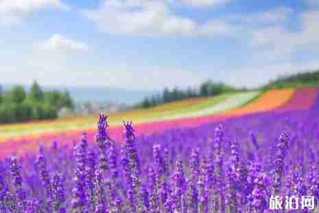 北海道薰衣草花期2019 北海道富良野薰衣草观赏地推荐 北海道薰衣草花期2019 北海道富良野薰衣草观赏地推荐