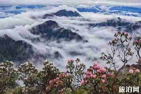 2019甘孜杜鹃花海在哪里+赏花攻略 2019甘孜杜鹃花海在哪里+赏花攻略