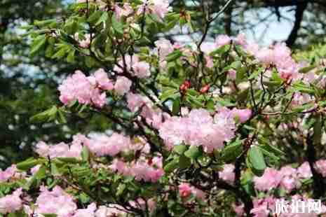 2019甘孜杜鹃花海在哪里+赏花攻略 2019甘孜杜鹃花海在哪里+赏花攻略