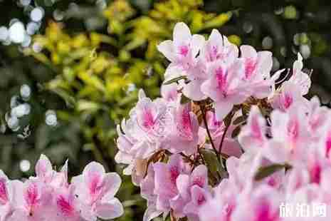 2019甘孜杜鹃花海在哪里+赏花攻略 2019甘孜杜鹃花海在哪里+赏花攻略