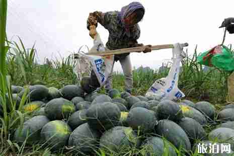 2019横溪西瓜节5月1日至6月30日举办 2019横溪西瓜节5月1日至6月30日举办