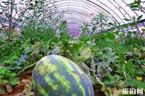 2019横溪西瓜节5月1日至6月30日举办 2019横溪西瓜节5月1日至6月30日举办