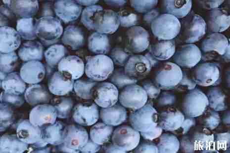 2019成都蓝莓采摘时间+价格+地点+交通 2019成都蓝莓采摘时间+价格+地点+交通