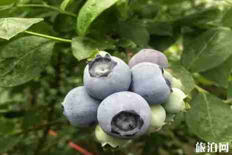 2019成都蓝莓采摘时间+价格+地点+交通 2019成都蓝莓采摘时间+价格+地点+交通
