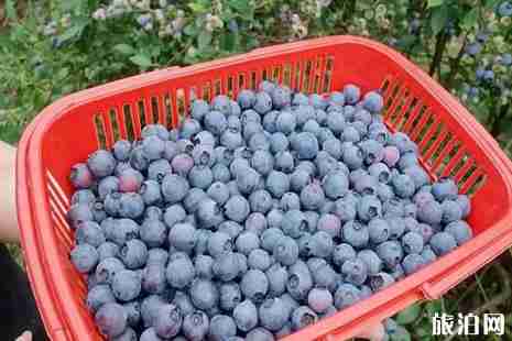 2019成都蓝莓采摘时间+价格+地点+交通 2019成都蓝莓采摘时间+价格+地点+交通