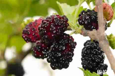 无锡桑葚哪里采摘 无锡桑葚哪里采摘