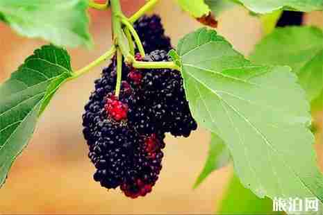 无锡桑葚哪里采摘 无锡桑葚哪里采摘