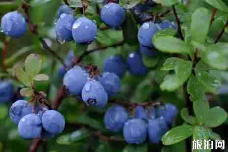 2019邹城采摘攻略 2019邹城采摘攻略