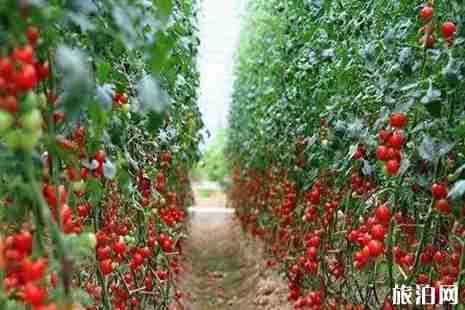 2019邹城采摘攻略 2019邹城采摘攻略