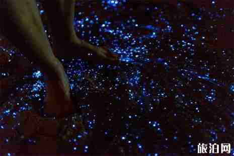 2019平潭蓝眼泪观赏攻略