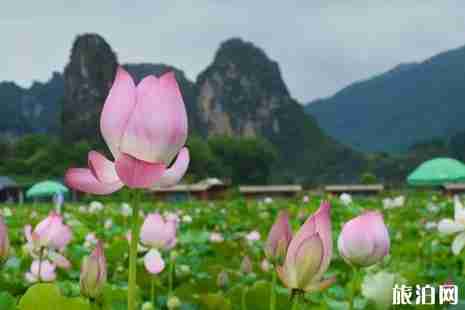 2019英德九龙峰林小镇荷花节活动攻略 2019英德九龙峰林小镇荷花节活动攻略
