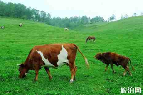 关山牧场门票多少钱 关山牧场门票多少钱