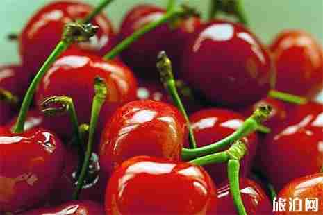 蓝田樱桃采摘攻略