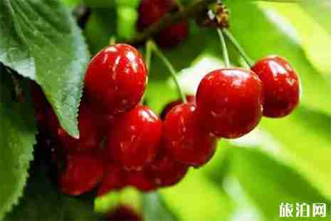 蓝田樱桃采摘攻略