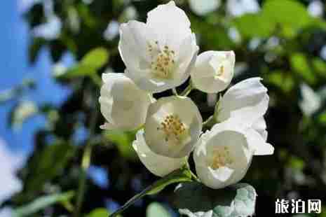 2019年夏季崇明賞花攻略