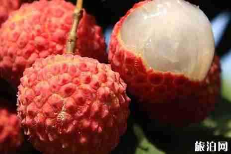 2019海口荔枝采摘攻略 2019海口荔枝采摘攻略