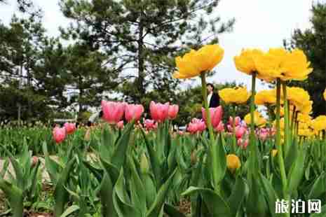 河北石家莊植物園能釣魚嗎 附石家莊植物園賞花攻略