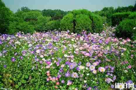 2019石家莊植物園年卡辦理 2019石家莊植物園年卡辦理