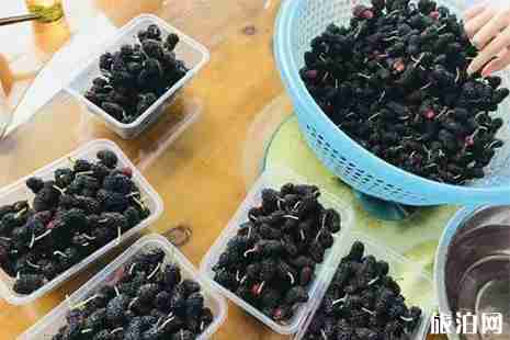 株洲水果采摘基地盤點 株洲水果采摘基地盤點