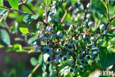 株洲水果采摘基地盤點 株洲水果采摘基地盤點