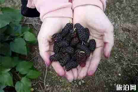 武漢周邊采摘桑葚地方推薦