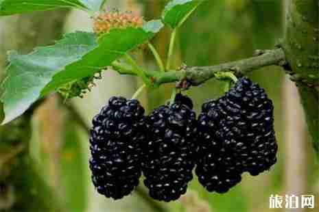 溫州桑葚采摘園在哪里