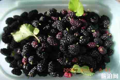 溫州桑葚采摘園在哪里