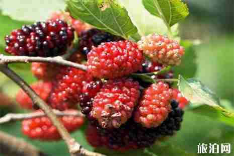 浙江溫州蒼南哪里有摘桑葚