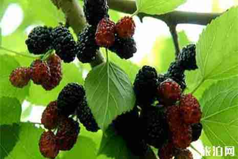 浙江溫州蒼南哪里有摘桑葚