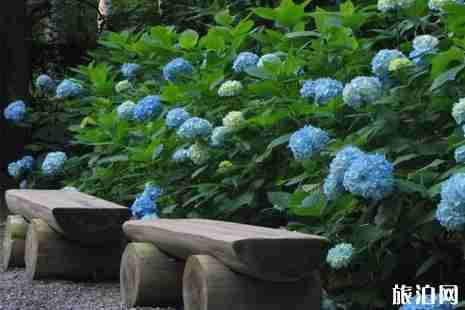 2019京都紫阳花什么时候开 京都六月紫阳花观赏攻略