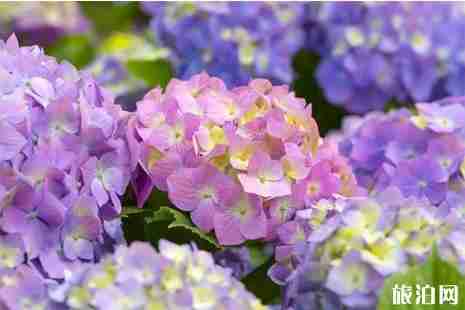 2019京都紫阳花什么时候开 京都六月紫阳花观赏攻略