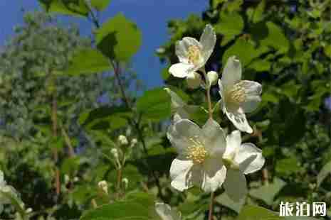 北京莲花池公园收费吗