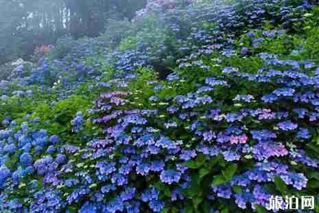 2019京都紫阳花什么时候开 京都六月紫阳花观赏攻略