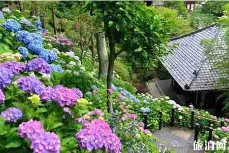 日本紫阳花盛花期2019 6月初日本哪里看紫阳花