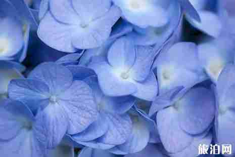 日本紫阳花盛花期2019 6月初日本哪里看紫阳花